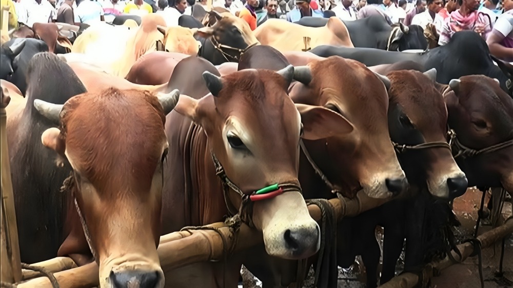দেশ বাঁচাতে হলে কৃষককে বাঁচাতে হবে রাশেদ খান