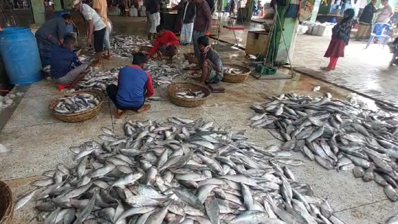 একটি জাল টানতেই উঠে এল ৪৩ মণ ইলিশ।