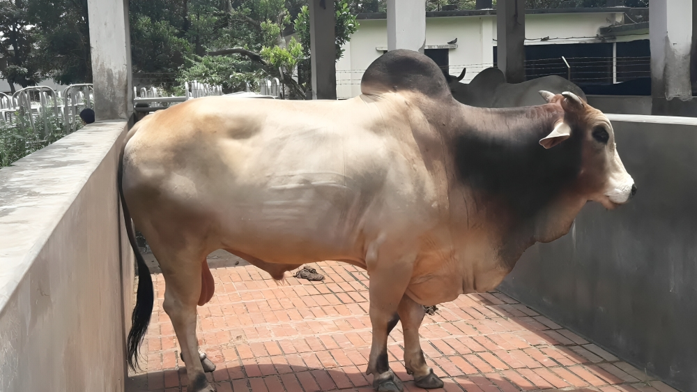 কোরবানির হাটে ভালো ও সুস্থ গরু চিনবেন যেভাবে