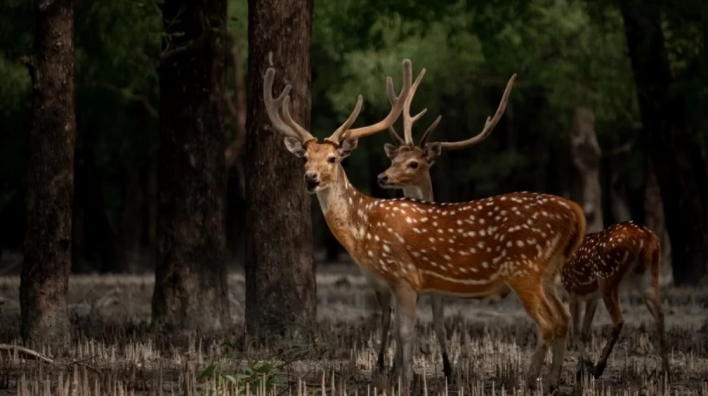 তিন মাস পর খুলেছে সুন্দরবন, যাওয়ার আগে জেনে নিন ১২ জরুরি তথ্য