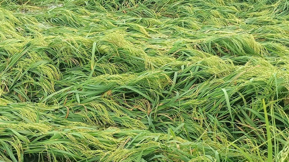ঝড়-বৃষ্টিতে হিলিতে বোরো ধানের ক্ষতি