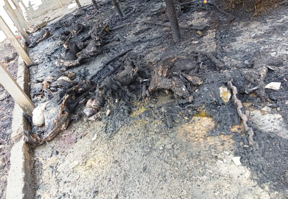 জ্যান্ত পুড়ে মারল ৩৬ টি ছাগল, দুষ্কৃতিকারীদের কঠিন শাস্তির দাবি