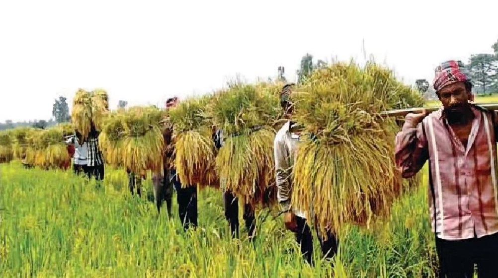ধান কাটা শুরু, কিন্তু উৎপাদন খরচ উঠছে না