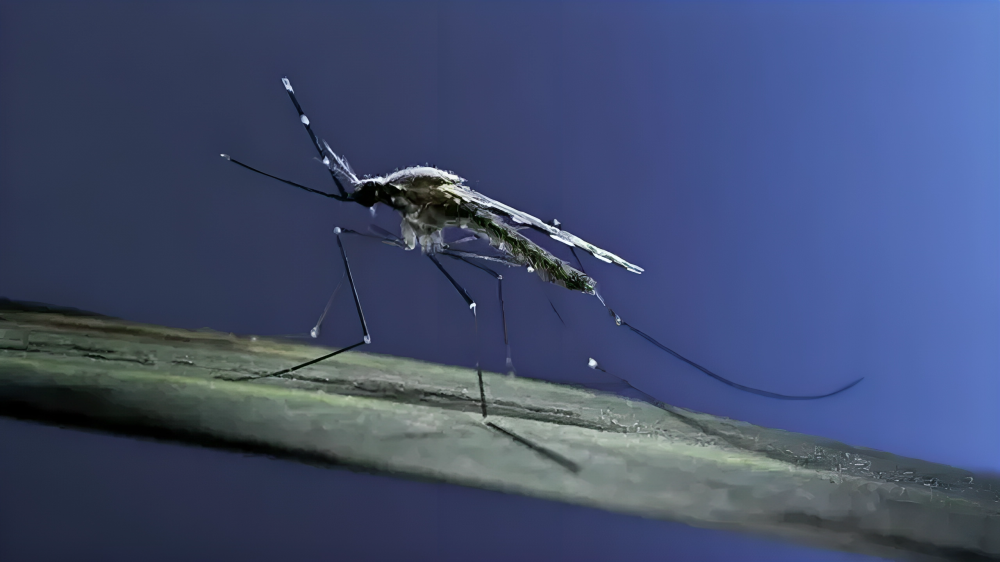 পার্বত্য অঞ্চলে বাড়ছে ম্যালেরিয়া সংক্রমণ